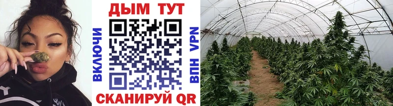 Шишки марихуана VHQ  Купить  Малая Вишера 